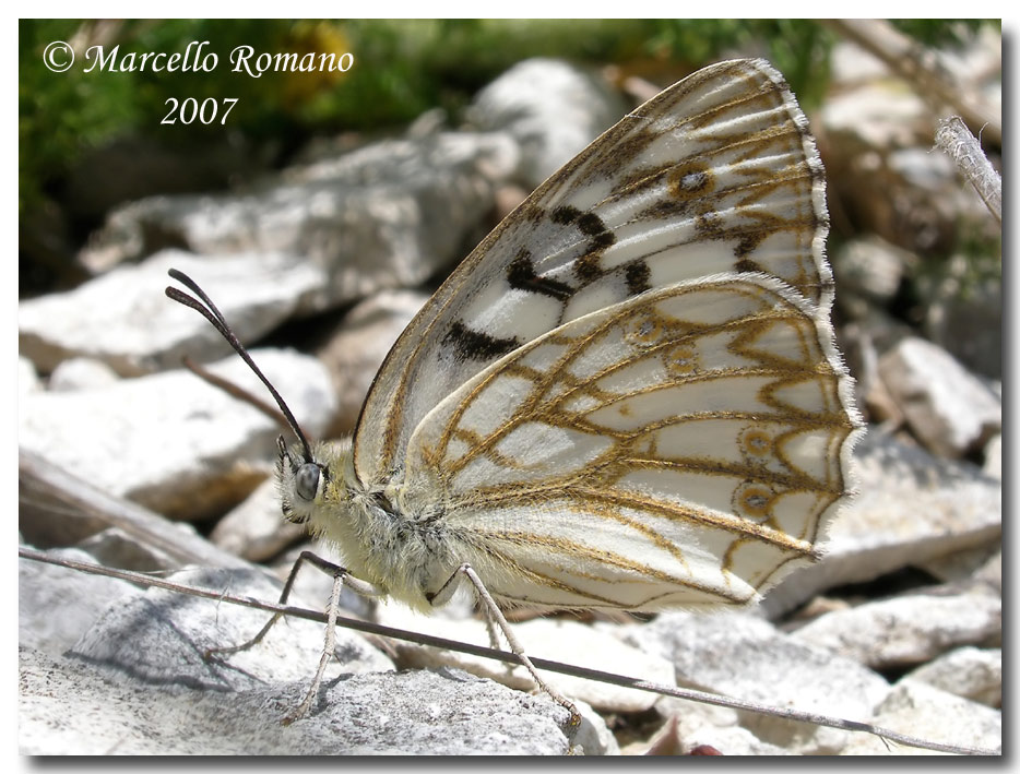 Una mattina di maggio in compagnia della Melanargia pherusa